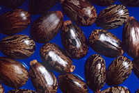 Ricinus communis, seed