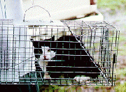 Feral cat trapped in Hawaii