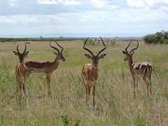 Impala grazing in Maasai Mara, Kenya