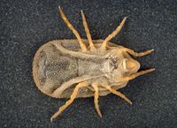 Carios kelleyi, a species of soft tick.