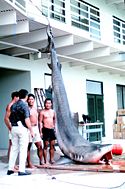 A 14-foot, 544 kg (1200 pound) tiger shark caught in Kaneohe Bay, Oahu in 1966
