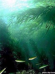 California Kelp Forest