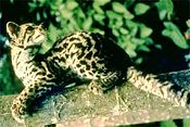 The Margay is a solitary and nocturnal animal that prefers remote sections of the rainforest.