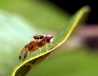 The Mediterranean fruit fly, or "medfly," Ceratitis capitata