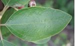 Unlobed leaf of S. albidum