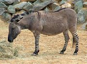 A "Zeedonk," a zebra/donkey hybrid