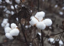 Cotton ready for harvest.