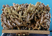25.4-pound ginger "root"