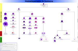 Development of blood cells