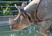 Folk beliefs about rhino horns are a major factor in the animal's decline. (San Diego Zoo)