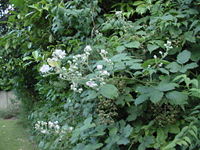 13 August 2007, Manchester, England. Bramble; in background unripe fruit on second-year side shoots; late flowers from tip-flowering of first-year growth