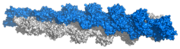 F-Actin; surface representation of 13 subunit repeat based on Ken Holmes' actin filament model