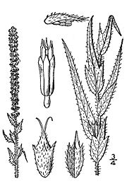 Laceleaf ragweedAmbrosia bidentata