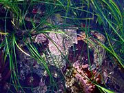 Crab with algae all over its body at Moss Beach, California