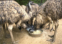 Farmed Emu at Virginia's Emu Marketing Cooperative near Warrenton, Virginia, U.S.