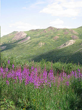 Flowers in Denali National Park.