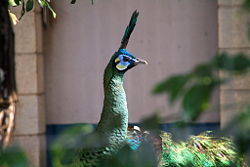 Green peafowl