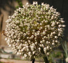 A largely spent flower head showing open flowers as well as developing seed pods.