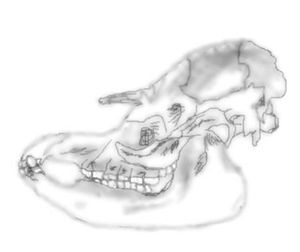 Sketch of the skull of a tapir, compared with a Malayan tapir shown in profile  