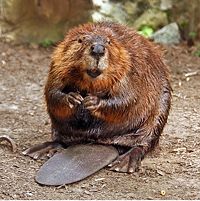 American Beaver.
