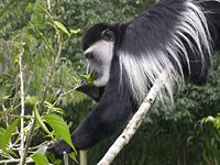 Mantled guereza (Colobus guereza)