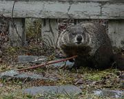 Groundhogs are often seen by the side of the road.