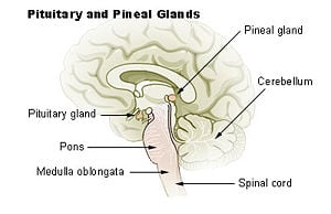 pineal gland pituitary glands diagram body illu location structure
