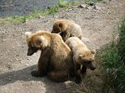 Brown bear mother and cubs.