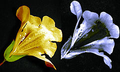 Images of a Mimulus flower in visible light (left) and ultraviolet light (right) showing a dark nectar guide, visible to bees but not to humans.