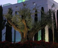 Small Olive Tree