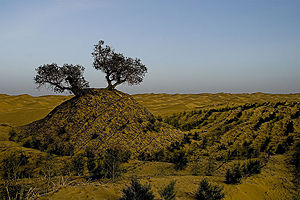 An irrigated section of the Desert.