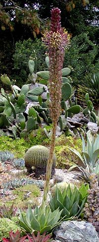The large flower spike of Agave chiapensis