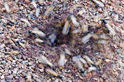 Ant hole in a flurry of activity during swarming