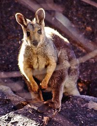 Black-footed Rock-wallaby