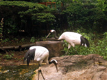 A pair of red-crowned cranes, Grus japonensis, the national bird of China and one of two unofficial national birds of Japan