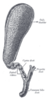 Gall bladder