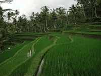 Rice fields (sawah) at the entrance to Gunung Kawi Temple