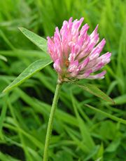 Red clover flowers