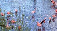 Flamingos at Chester Zoo.
