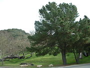 Monterey pine, California