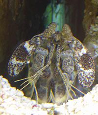 Lysiosquilla maculata, a mantis shrimp.