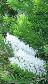 M. armillaris foliage and flowers