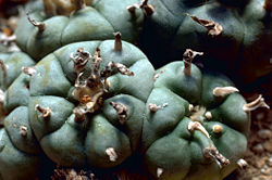 Peyote cactus in its natural state.