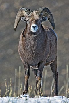 Big horn sheep with a pair of horns