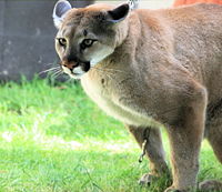 Although large, the cougar is closely related to small felines.