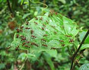 Ants nesting