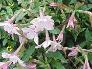 Nicotiana × sanderae ornamental cultivar