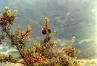 Pine Tree near Seoul
