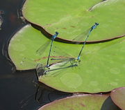 Mating flight of two couples