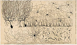Ramón y Cajal’s beautiful and meticulously rendered drawings of neurons are still used in textbooks today.